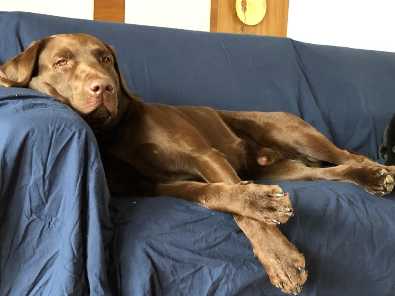 doga 2